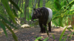 BUY Planet Zoo: Southeast Asia Animal Pack Steam CD KEY